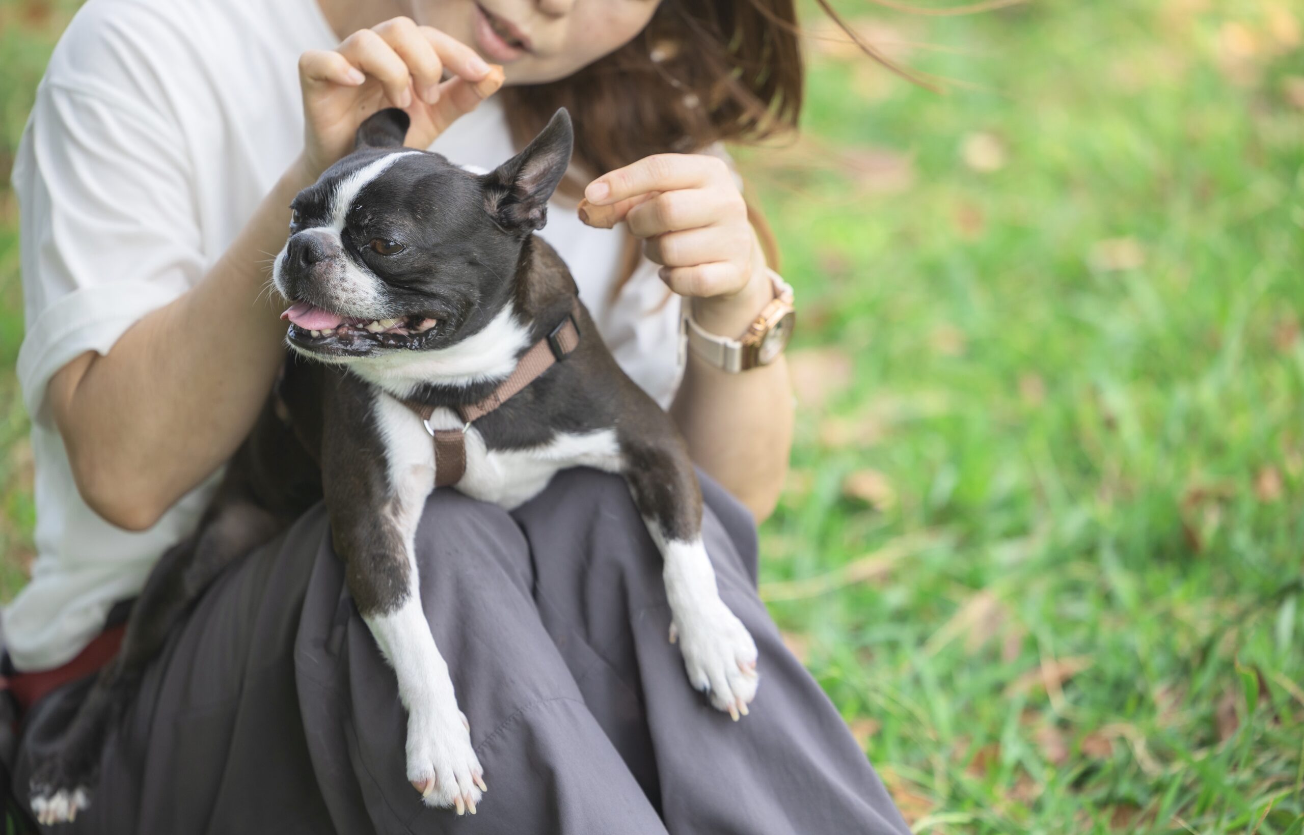 犬との暮らし